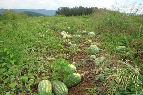 Watermelon patch on Butler Farm by Martha Rose Woodward Watermelon Field, Watermelon Farm, Farm Aesthetic, Watermelon Patch, Future Farms, Down On The Farm, Country Charm, On The Farm, Photography Branding