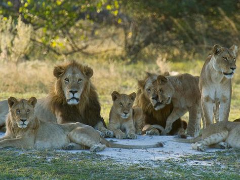 In a pride (group) of lions, what is the primary job of the Male lions? Tiger Siberian, Group Of Lions, Big Cat Family, Rhino Animal, Lion Africa, White Lions, Cats White, Group Of Cats, Tiger Cubs