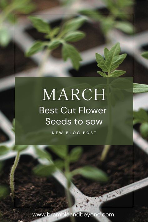 Discover the joy of starting your flower garden in March with March seed planting ideas. Explore the 10 best flower seeds to start in March and learn the secrets of successful March seed starting. From sowing to planting, we've got you covered for a blooming seasonal garden. If you want to get ahead with your flowers here are some seeds to sow in March so that you have flowers to harvest in late spring. There are some seeds that you can start to sow in March for zone 7 and 8 and UK Seeds To Start In March, Growing Sunflowers From Seed, Seed Planting, Garden Wedding Flowers, Easter Flower Arrangements, Spring Garden Party, Spring Garden Wedding, Spring Garden Flowers, Zone 7