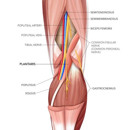 Plantaris Muscle, Lower Limb Muscles Anatomy, Posterior Tibial Tendon Dysfunction, Posterior Muscles Anatomy, Anterior Talofibular Ligament Injury, Achilles Tendinopathy, Upper Limb Muscles Origin Insertion, Muscle Belly, Achilles Pain