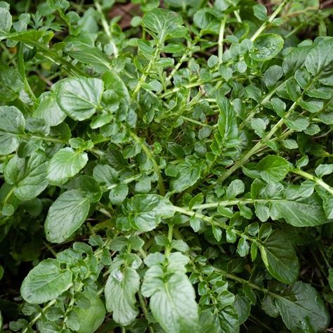 IMG_8177-1-2 Cress Plant, Living Sustainably, Biennial Plants, Leaf Vegetable, Natural Pest Control, Mustard Greens, Liquid Fertilizer, Watercress, Green Vegetables