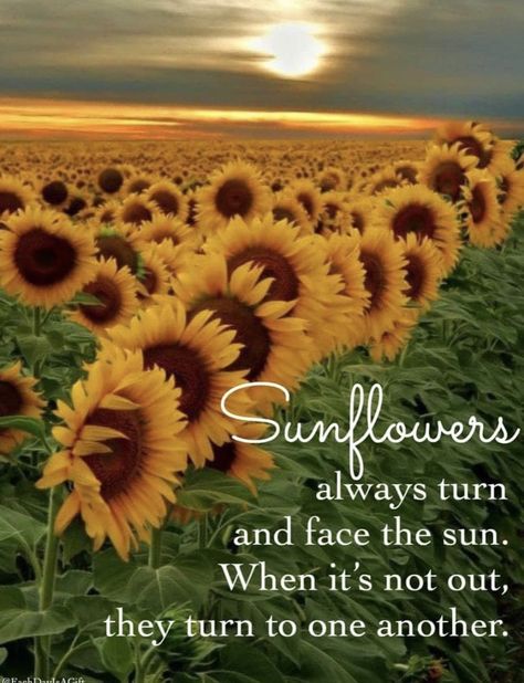 Sunflower Quotes, Sun Quotes, Sunflower Pictures, Inspirational Words Of Wisdom, Facing The Sun, Quotes Prayer, Happy Hippie, Sunflower Wallpaper, Spiritual Words