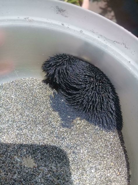 What Is This Thing: Some Beach Sand In Ecuador Is Magnetic Magnetic Sand, Phone Table, National Road, Old Tools, Weird Text, Black Sand, Natural Phenomena, Curtain Hooks, Pool Houses