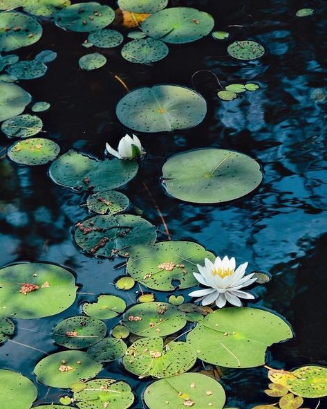 Marsh Landscape Photography, Lily Pond Photography, Lilypad Photography, Water Lilies Painting, Ontario Parks, Lotus Flower Pictures, Pond Painting, Lily Painting, Water Lilly