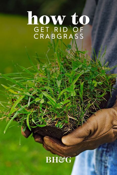 Crab Grass How To Get Rid Of, Crabgrass Removal, Planting Ginger Root, Fall Lawn Maintenance, Planting Grass, Natural Diuretic, Vegetable Bed, Lush Lawn, Gardening Trends