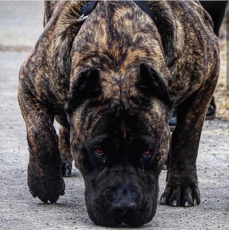 Cane Corso Dog Breed, Mastiff Dog Breeds, Pet Anime, Presa Canario, Bully Breeds Dogs, Big Dog Breeds, Cane Corso Dog, Corso Dog, Scary Dogs