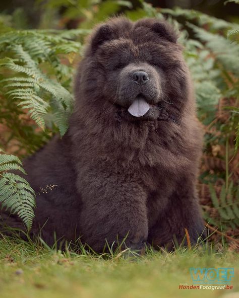 Brown Chow Chow, Black Chow Chow, Really Big Dogs, Tibetan Mastiff Dog, Spitz Dogs, Chow Chow Dogs, Tibetan Mastiff, Favorite Animals, Fluffy Dogs