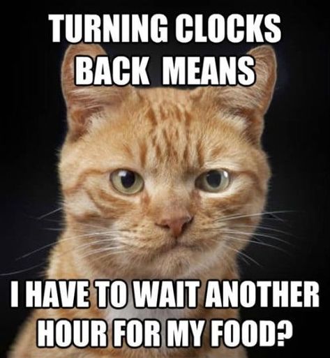 15+ Of The Best & Funniest Daylight Savings Time Memes Daylight Savings Time Meme, Daylight Savings Meme, Disappointed Cat, Daylight Savings Time Humor, Spring Forward Fall Back, I Thought Of You Today, Fall Cats, Cute Cat Memes, Daylight Saving