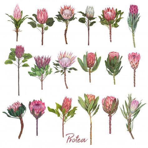 King Protea Illustration, King Protea Drawing, Fynbos Illustration, Protea Flower Drawing, Protea Illustration, Birthday Card Illustration, Protea Flowers, Protea Art, Rose Gold Texture