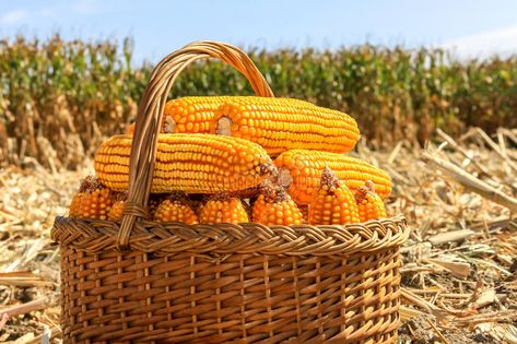 Basket with GMO corn at the harvest. Harvested dried GMO maize in a wicker baske , #AFFILIATE, #harvest, #Harvested, #corn, #Basket, #GMO #ad Massive Garden, Gmo Corn, Digital Design Trends, Lion Images, Moving In Together, Scenery Nature, The Harvest, Maize, Wicker Basket