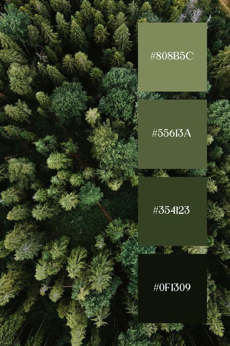 This Dark Green image displays a lush forest from above, showcasing a rich variety of green tones. The deep and vibrant greens of the trees create a dense, natural canopy, evoking a sense of tranquility and connection with nature. Green Palettes Colour Schemes, Shades Of Forest Green, Shades Of Green Palette Wedding, Deep Forest Green Bedroom, Deep Green Wedding Decor, Forest Green Pallet, Different Green Colors Shades, Rich Green Paint Colors, Rainforest Color Palette