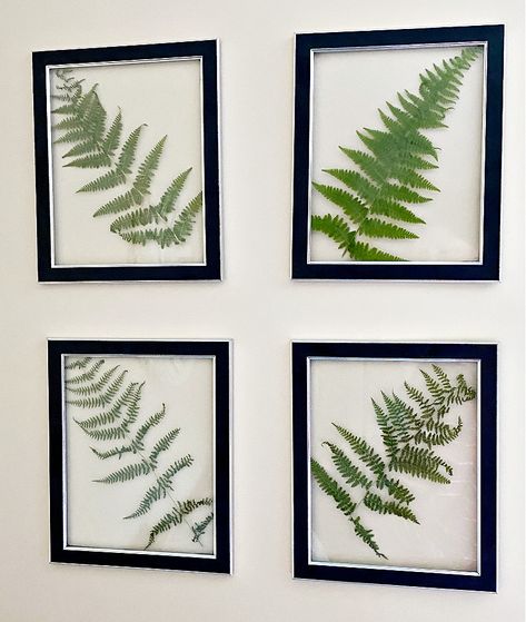 Make beautiful and trendy DIY pressed fern wall art using Dollar Tree frames. It's a wonderful way to bring the outdoors in and add a touch of greenery to any room in your home. #ourcraftymom #diypressedfernwallart #pressedferns #dollartreedecor Diy Leaf Print Wall Art, Framing Leaves Diy, Pressed Plant Wall Art, Fern Art Prints, Fern Art Diy, Pressed Ferns In Frames, Fern Prints Framed Wall Decor, Dollar Tree Cottagecore, Diy Nature Wall Art