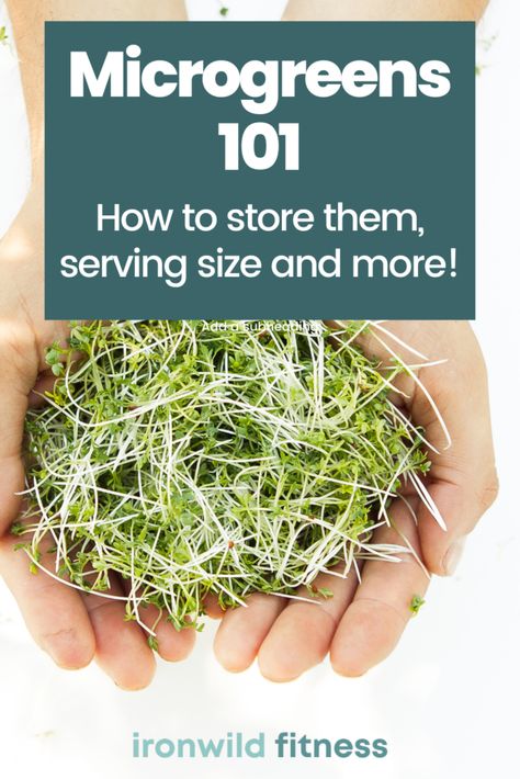 How to Store Microgreens | Microgreens FAQ - Ironwild Fitness How To Store Microgreens, Microgreens Growing Indoor, Microgreens Recipe, Indoor Vegetables, Micro Greens, Hydroponic Farming, Growing Microgreens, Root Cellar, Sprouting Seeds