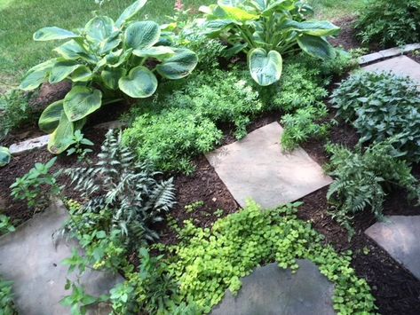 Under Deck Patio Ideas, Under Deck Landscaping, Deck Landscaping, Stepping Stone Walkways, Under Decks, Creeping Jenny, Backyard Pool Landscaping, Border Plants, Ground Cover Plants