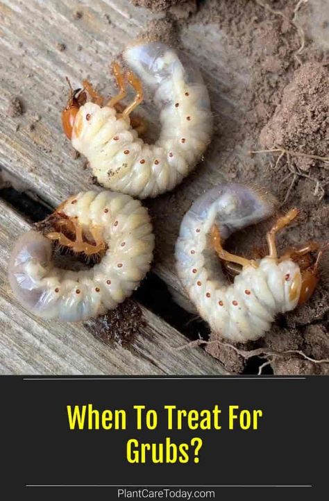 Grub Worms, White Worms, Deer Resistant Garden, Red Moles, Lawn Mower Repair, Diy Pest Control, Small Vegetable Gardens, Lawn Care Tips, Japanese Beetles