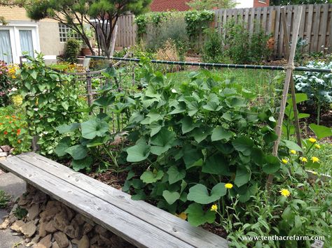 A-Frame Trellis for Sweet Potatoes and Winter Squash (shown here end of July) Storing Sweet Potatoes, Climbing Vegetables, Squash Trellis, Vegetable Fruit Garden, School Garden Ideas, Vegetable Trellis, Types Of Climbing, How To Compost, Fall Planning