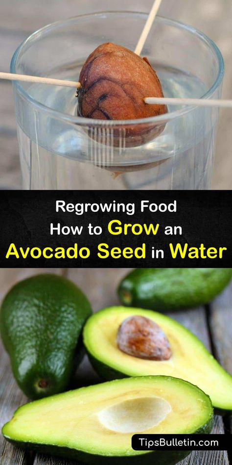 Discover how to grow your own avocado plant from an avocado seed in a glass of water. Learn how to transplant it in potting soil after it begins sprouting and care for your avocado houseplants for healthy growth. #howto #grow #avocado #seed #water Avocado Seed In Water, How To Grow Avocado From Seed, Avocado Seed Growing, Avocado Types, Frugal Gardening, Covered Backyard, Prevent Food Waste, Avocado Plant, Grow Avocado