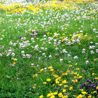 Wildflower Garden Bed, Alternative Lawns, Meadow Lawn, Australian Cottage, Meadow Lark, Sustainable Homestead, Morning Announcements, Garden Wild, Bed Cottage