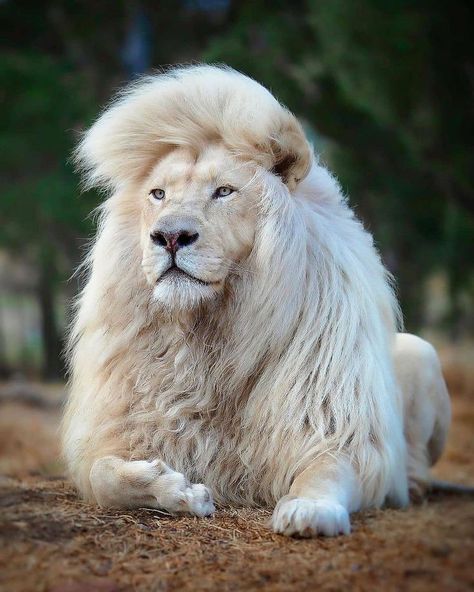 Lions Photos, Albino Animals, Big Cats Art, Lion Pictures, List Of Animals, White Lion, Rare Animals, Majestic Animals, Cheetahs