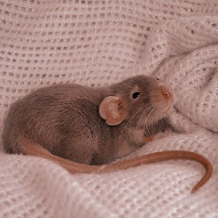 Pet Rat Aesthetic, Rat Aesthetics, Brown Rat, Pet Rodents, River Rat, Funny Rats, Fancy Rat, Peter Pettigrew, Pet Mice