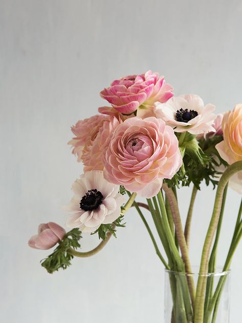 simply-beautiful-world:  ❥‿↗⁀simply-beautiful-world Deco Floral, Arte Floral, Ranunculus, Beautiful Blooms, Anemone, Cut Flowers, Love Flowers, Pretty Flowers, Fresh Flowers