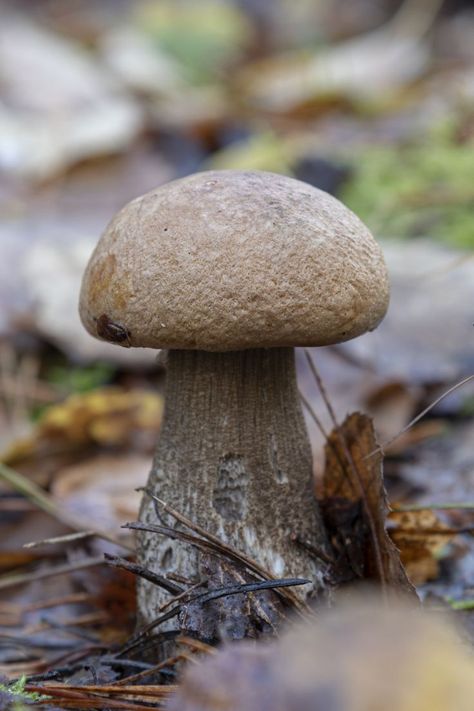 Forest Ground, Mushroom Core, Brown Forest, Mushroom Brown, Fallen Tree, Brown Mushroom, White Mushrooms, Tree Leaves, Autumn Trees