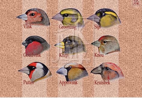 European Goldfinch, Greenfinch, Siskin, Chaffinch, Bullfinch, Finches, Goldfinch, Linnet, Birds