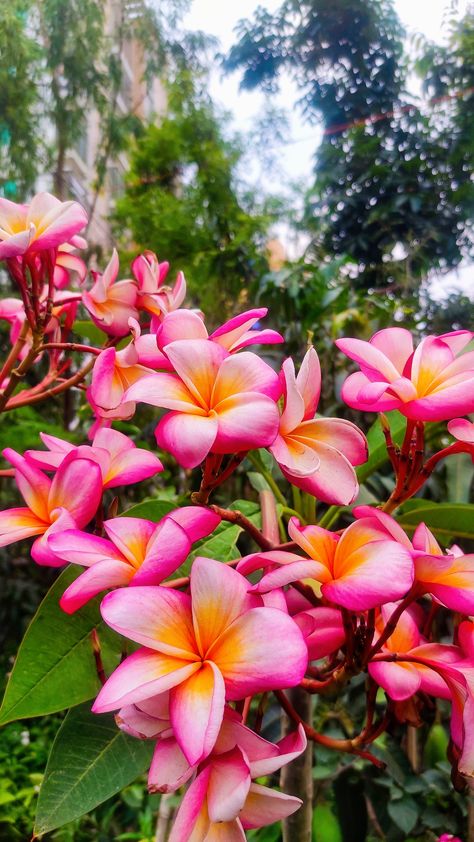 Hawaii Flowers, Grow Gorgeous, Gardening Inspiration, Vintage Flowers Wallpaper, Plumeria Flowers, Nothing But Flowers, Wallpaper Nature Flowers, Flower Therapy, Garden Oasis