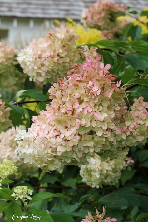 Blushing Hydrangeas August Garden Pale Pink Hydrangea, Blush Hydrangea, Vanilla Strawberry Hydrangea, Lady Banks Rose, Strawberry Hydrangea, August Garden, Large Hydrangea, Rose Arbor, Fall Hydrangea