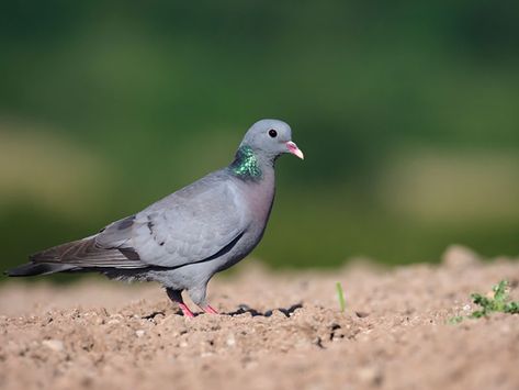 Stock Dove, Wood Pigeon, Bird Identification, Dark Wings, Dove Bird, Iridescent Green, Dark Brown Eyes, Old English, Birdy