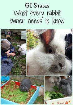 GI Stasis can be a deadly condition. Find out the signs to watch for and how to keep your bunny healthy! Bunny Hacks, Bunny Tips, English Angora Rabbit, Bunny Care Tips, Lionhead Bunny, Rabbit Stuff, Rabbit Enclosure, Pet Rabbit Care, Happy Rabbit