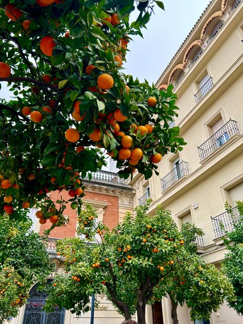 Spanish Pictures Aesthetic, Spanish Asthetic Picture, Spanish Countryside Aesthetic, Old Spanish Aesthetic, Spain Asethic, Spanish Asethic, Saville Spain, Seville Spain Aesthetic, Spanish Culture Aesthetic