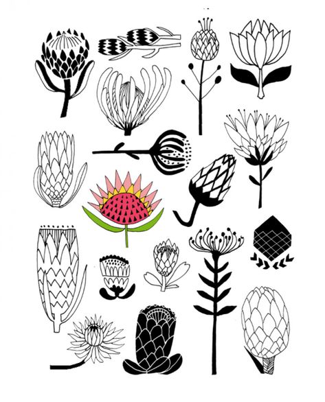 Protea Art, Lisa Congdon, Protea Flower, Art Et Illustration, Art Graphique, Botanical Illustration, Sashiko, Botanical Art, Linocut