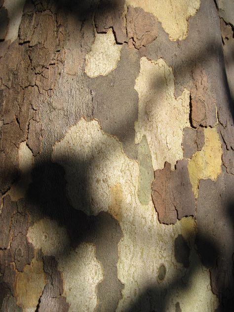 London plane tree, the Bronx Sycamore Trees, Paint Names, London Plane Tree, London Plane, Plane Tree, Tree Identification, Sycamore Tree, Tree Species, Formal Garden