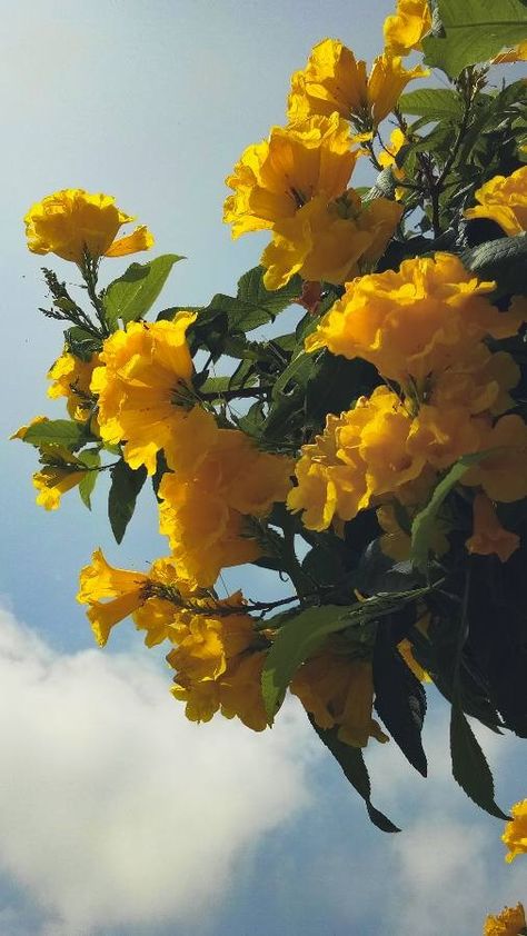 Yellow Trumpet Flower, Trumpet Flowers, Trumpet Flower, Story Ideas, Beautiful Flower, Beautiful Photography, Instagram Aesthetic, Nature Pictures, Pretty Flowers