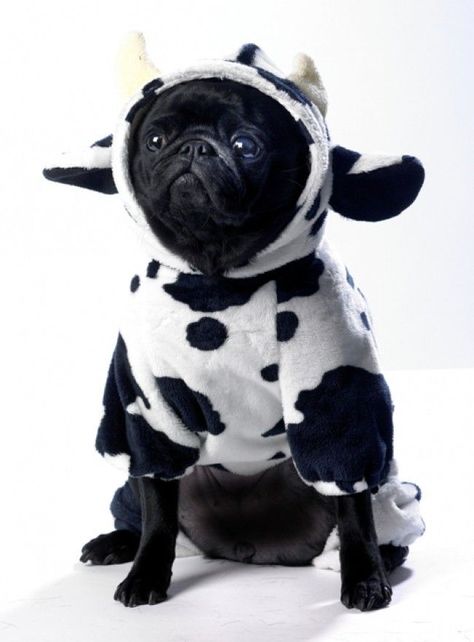 Pugs In Costume, Black Pug Puppies, Cow Costume, Pugs And Kisses, Pug Pictures, Pug Mom, Puppies And Kitties, Pug Puppies, Baby Cows