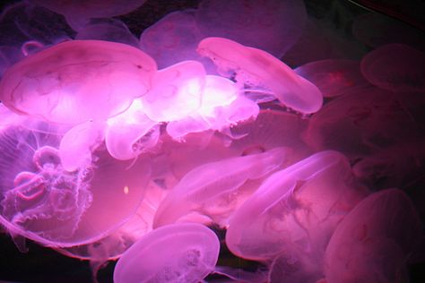 . Amaya Core, Pink Jellyfish Wallpaper, Sea Jellies, Pink Jellyfish, Pink Fish, Jelly Fish, Phone Wallpaper Patterns, Y2k Pink, Fantasy Aesthetic