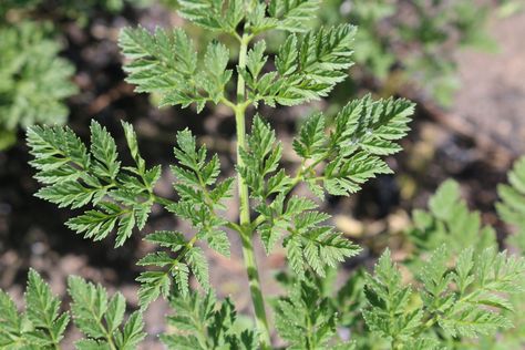 Leaves of Poison Hemlock - Not hairy Hemlock Plant, Conium Maculatum, Poison Hemlock, Wild Parsnip, Medicinal Wild Plants, Deadly Plants, Wild Carrot, Plants Uk, African Violets Plants