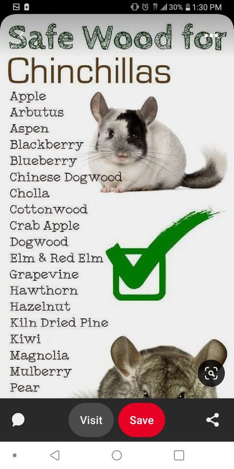 Diy Chinchilla Cage Accessories, Chinchilla Cage Ideas, Diy Chinchilla Toys, Chinchilla Cage Accessories, Chinchilla Facts, Hammock Diy, Shelves Accessories, Chinchilla Care, Chinchilla Cute