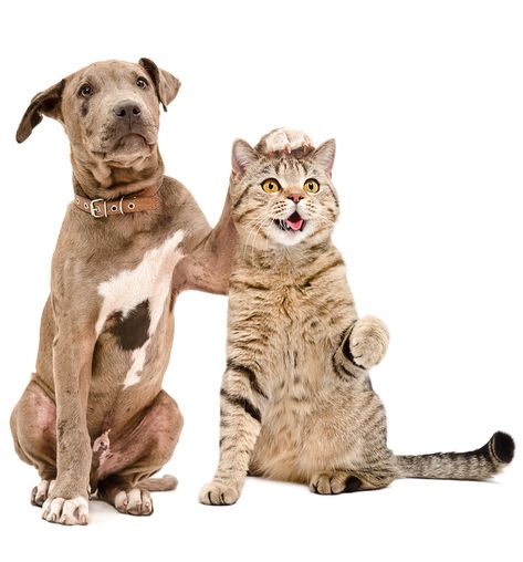 Animal Quiz, Animal Reiki, Dogs Trust, Cat Stock, Animals Friendship, Animal Room, Funny Cats And Dogs, Cat And Dog, Cat Sitting