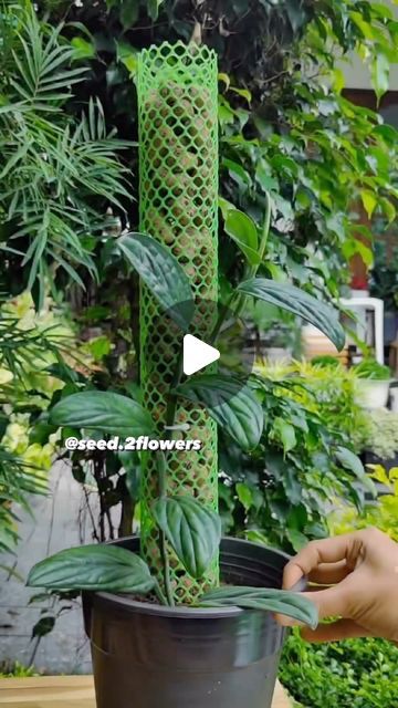 Seed to Flowers on Instagram: "Support Pole for plants using LECA Balls.
Materials used: 
-Plastic mesh /metal mesh with plastic coating
-cable tie
-LECA balls or clay balls

Plants used : 
-Monstera Peru 
-Marble pothos #gardening #garden #gardeningtips #gardenlife #tips #plant #plants #planting #gardenlovers #greenary #gardenlove #greenliving #plantlover #backyardgarden #gardening #gardentips #tips #gardenlife #gardening #flowers #blooming #gardenlover #backyardgarden #growtips #grow #growing #gardeninghacks #plantlover #plantcaretips  #plantcare #plantlife #greenliving #houseplantcare" Leca Balls For Plants, Marble Pothos, Monstera Peru, Plastic Mesh, Money Plant, Inside Plants, Gardening Flowers, Flowers Blooming, Plastic Coating