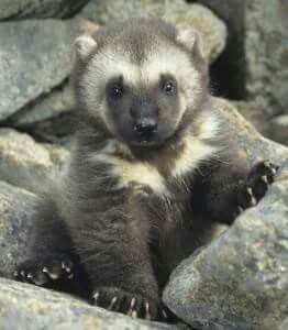 Baby Wolverine, Wolverine Animal, Wanna Cuddle, Kindred Spirits, Silly Animals, Character Poses, Cool Pets, Ring Ring