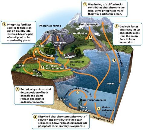 The phosphorus cycle. It begins with weathering or mining of phosphate rocks and use of phosphate fertilizer, which releases phosphorus into the soil and water. This phosphorus can be used by producers and can move through the food web. Phosphorus can precipitate out of solution and form sediments, which over time are transformed into new phosphate rocks. Phosphorus Cycle, Phosphorus Cycle Diagram, Secondary Succession, Hydrological Cycle Diagram, Photosynthesis Vs Cellular Respiration, Nutrient Cycle, Pond Water Microorganisms, Phosphate Fertilizer, Photosynthesis And Cellular Respiration