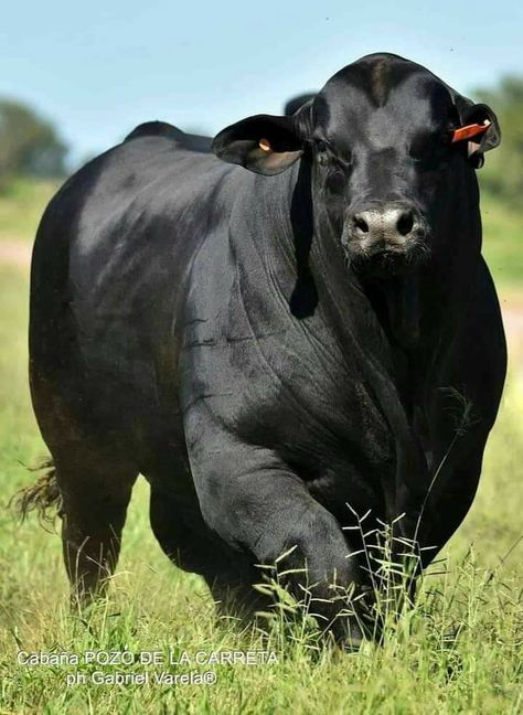 Holstein Bull, Angus Bull, Wild Horses Photography, Exotic Mammals, Livestock Farming, Bull Cow, Farm Living, Cow Pictures