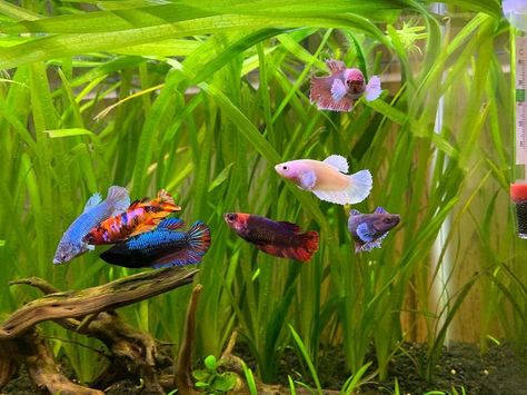 Sorority Fish Tank, Betta Fish Breeding, Betta Sorority Tanks, Types Of Betta Fish, Aquarium Pictures, Tail Pattern, Betta Fish Types, Fish Tank Terrarium, Betta Aquarium