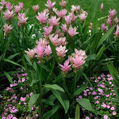 Curcuma Plant, Cedrus Deodara, Hydrangea Quercifolia, Oakleaf Hydrangea, Hydrangea Macrophylla, Plant Guide, Fine Gardening, Black Eyed Susan, Tropical Flowers