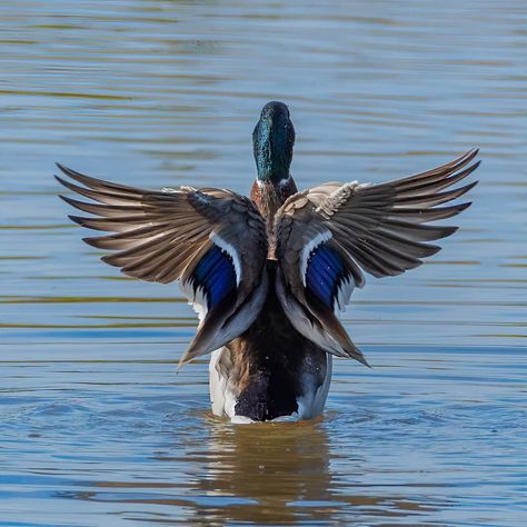 Ben Smith Photography on Instagram: “A Mallard with Angels Wings! . . . . .  #mallard #duck #ducks #birds_captures #bird_photography #birdsofinstagram #birdphotography…” Duck Wings, Mallard Duck Tattoos, Mallard Duck Art, Watercolor Mallard Duck, Mallard Duck Illustration, Mallard Duck Photography, Duck Photo, Duck Pictures, Bird Wings