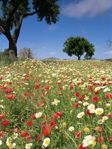 John Miller, Balearic Islands, Majorca, Spring Flowers, Photographic Print, Spain, Flowers