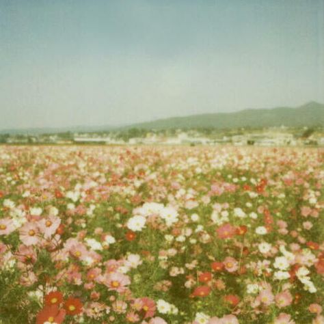 flowerfield. Theme Nature, Image Film, Trendy Flowers, Arte Obscura, Images Esthétiques, Nature Aesthetic, Flower Field, Pretty Places, Goa