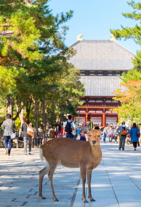 Nara Park | Nara | Kansai | Travel Japan - Japan National Tourism Organization (JNTO) Nara Park Japan, Nara Park, Tokyo Vacation, Japan Temple, Tokyo Japan Travel, Nara Japan, Travel Japan, Destinations Travel, Nara